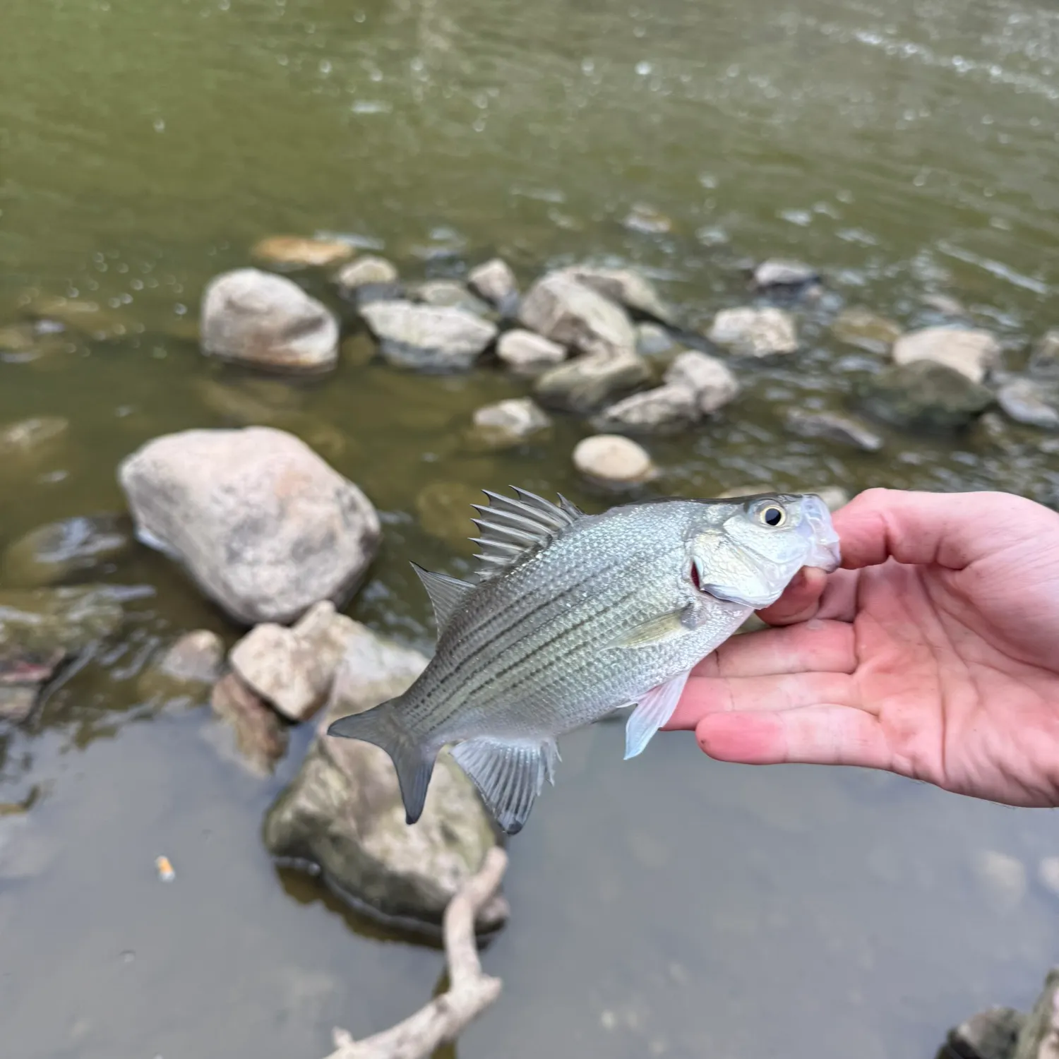 Wiper caught on Fishbrain