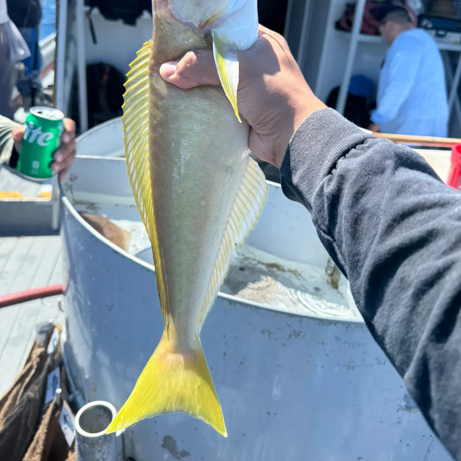 The most recent Ocean whitefish catches on Fishbrain