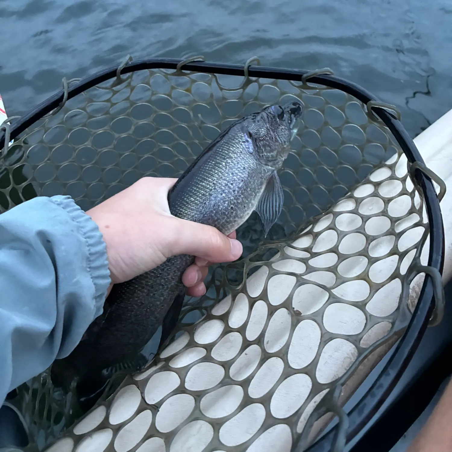 Silver pike caught on Fishbrain