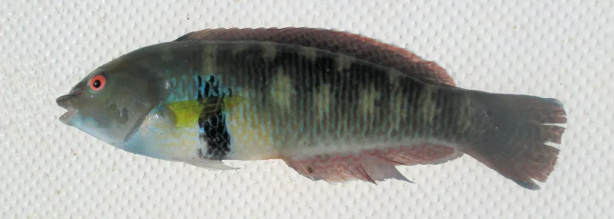 Rock wrasse