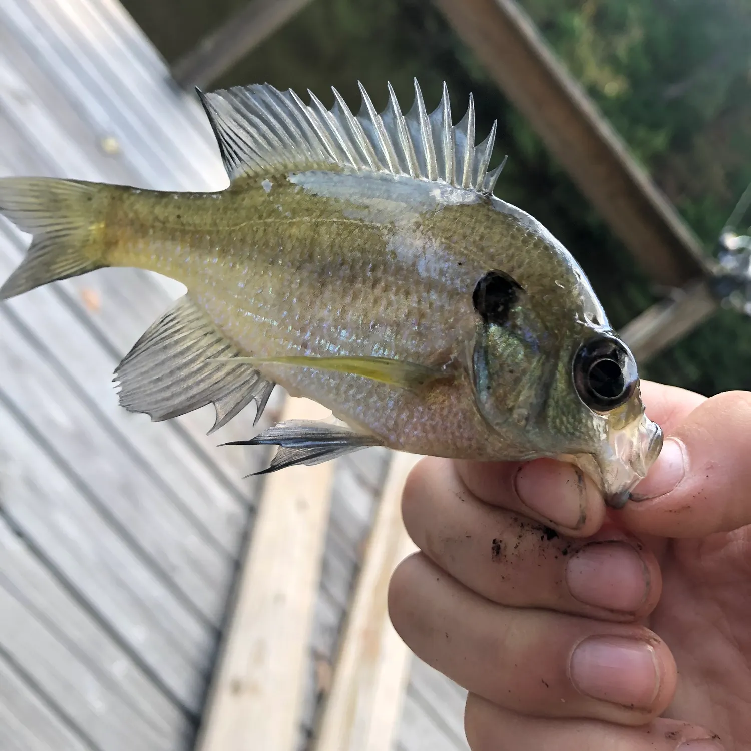 The most recent Ocean sunfish catches on Fishbrain