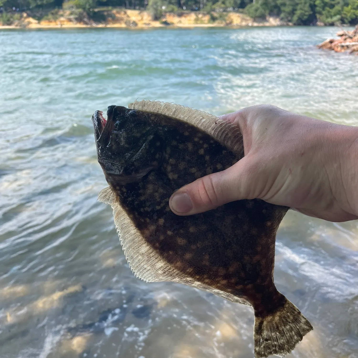 Summer flounder caught on Fishbrain