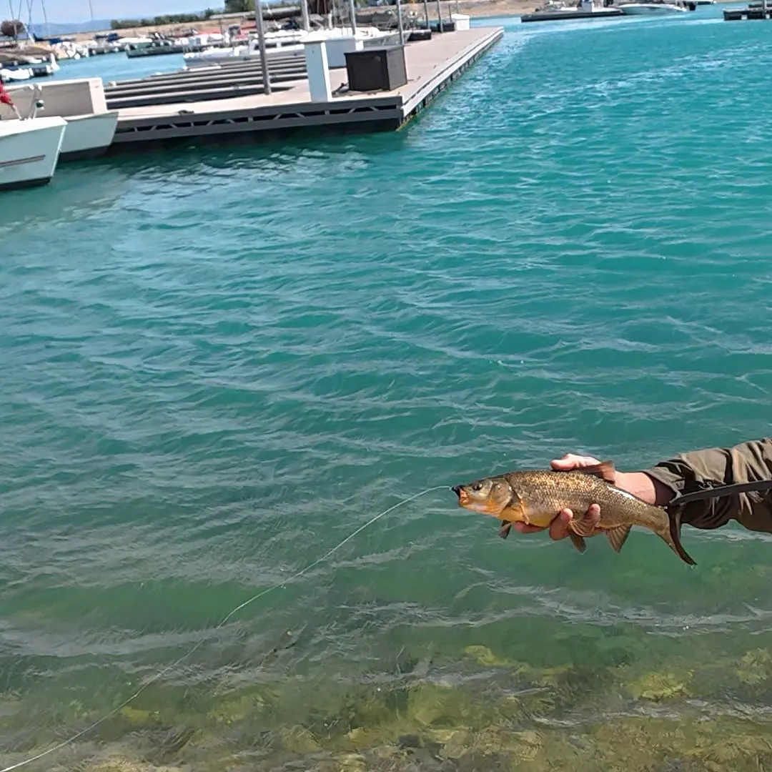 The most recent Utah chub catches on Fishbrain