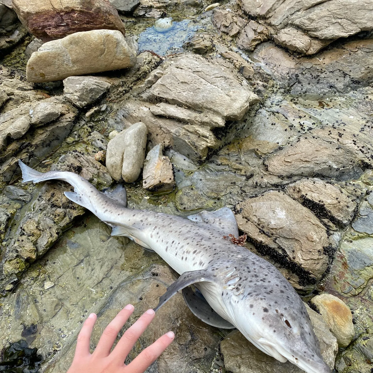 The most recent Sharptooth houndshark catches on Fishbrain