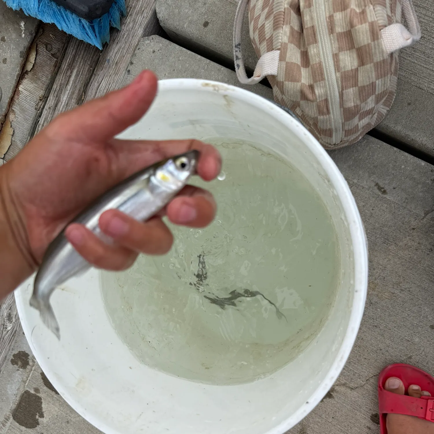 The most recent Topsmelt silverside catches on Fishbrain