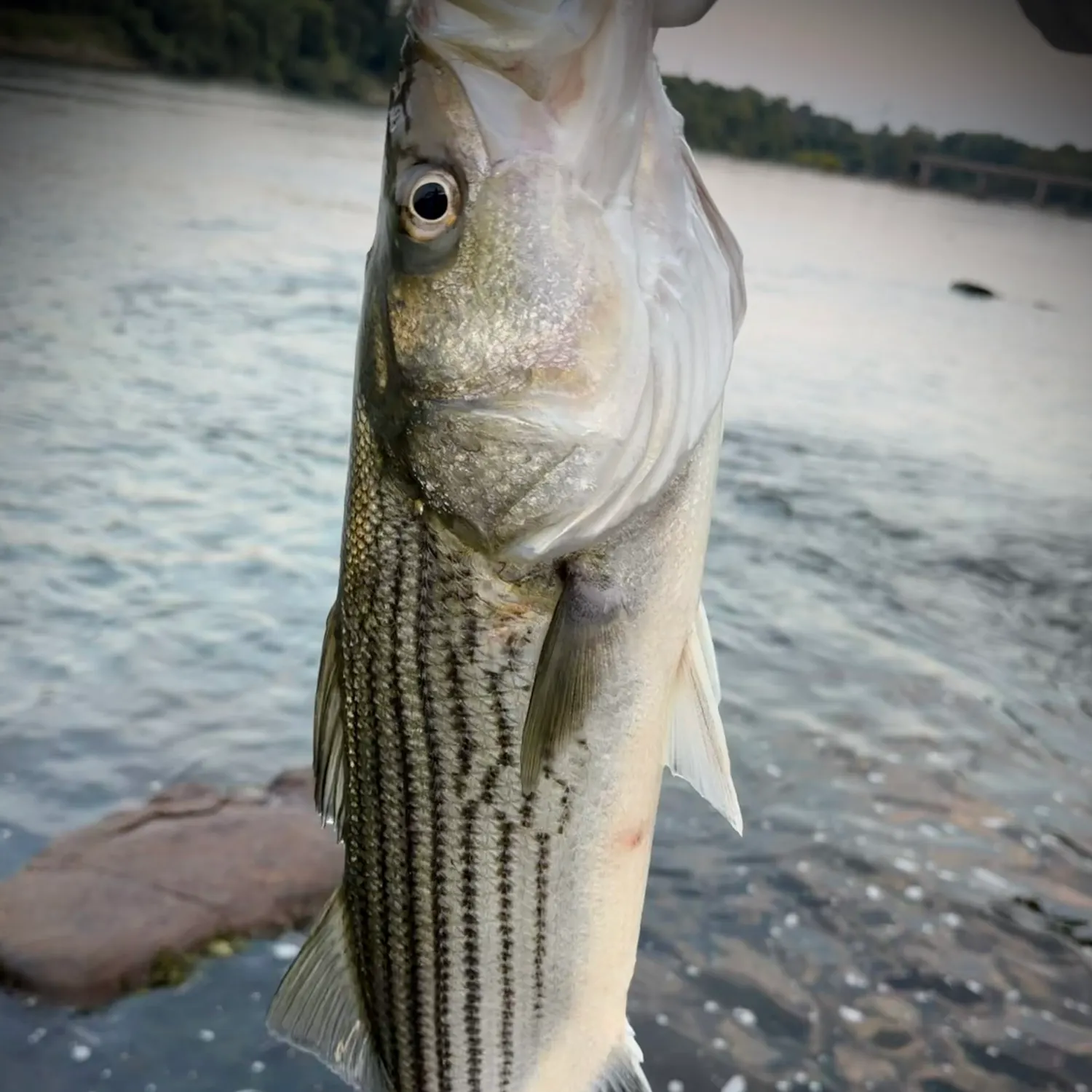 Striped bass caught on Fishbrain