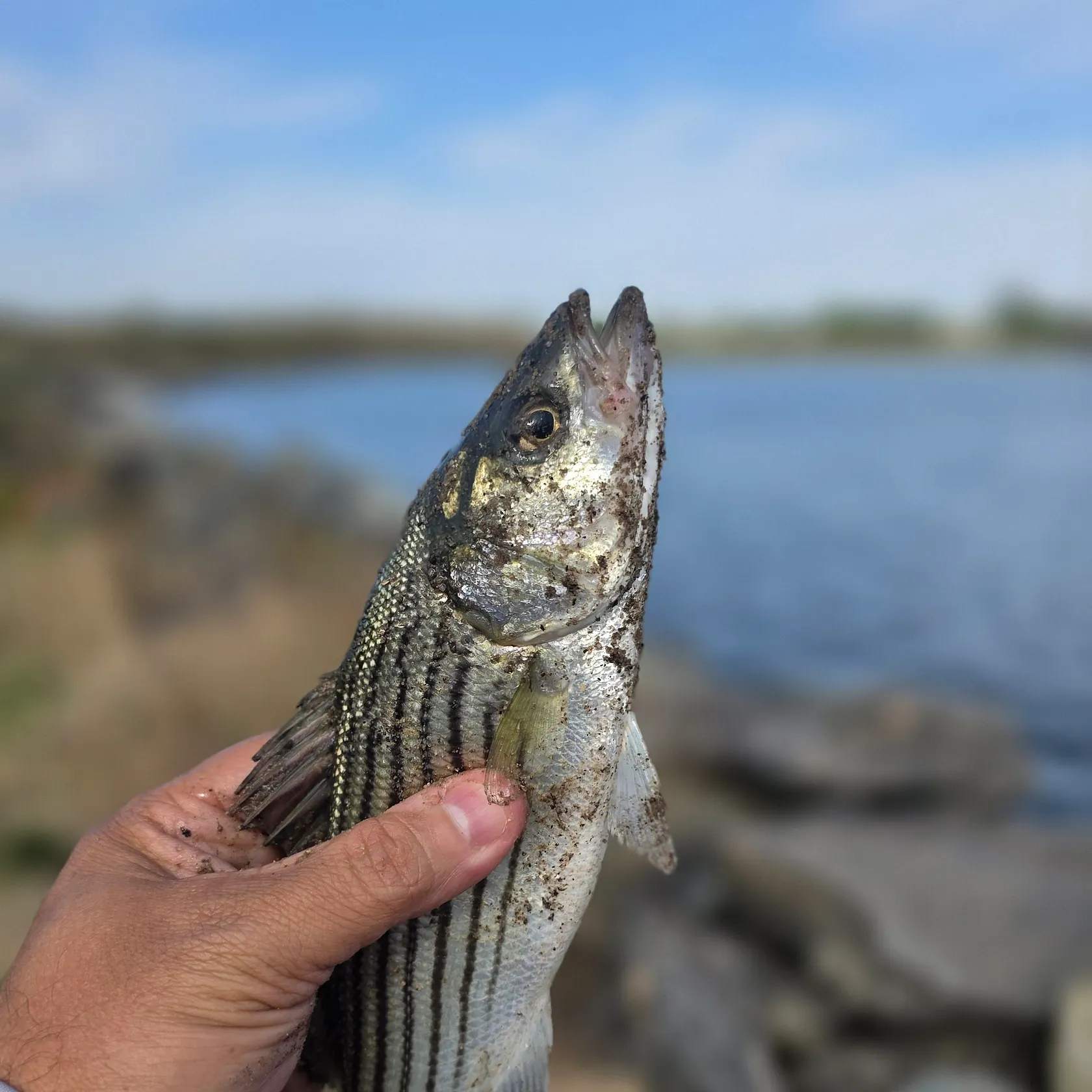 Striped bass caught on Fishbrain