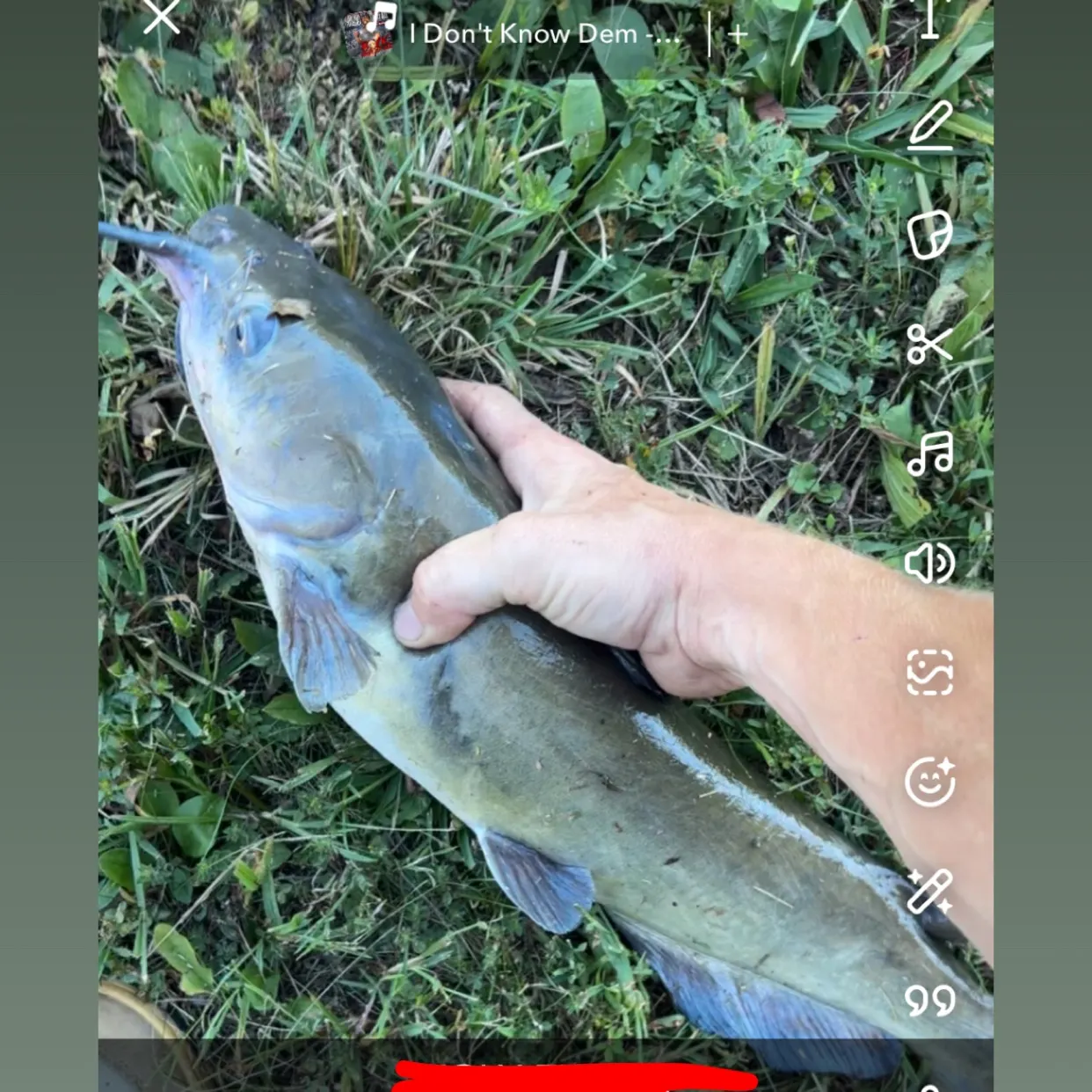 Channel catfish caught on Fishbrain