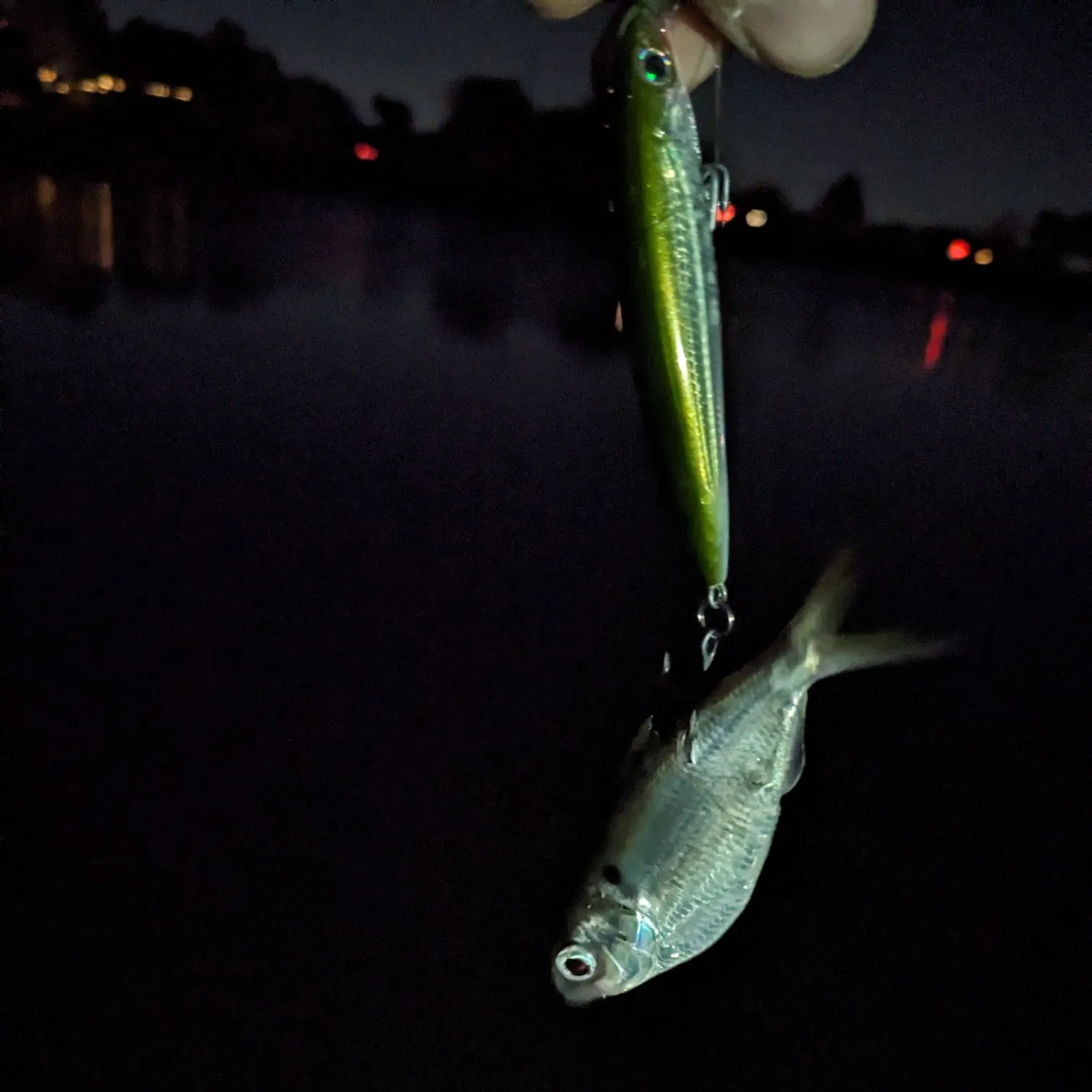 The most recent Mooneye catches on Fishbrain