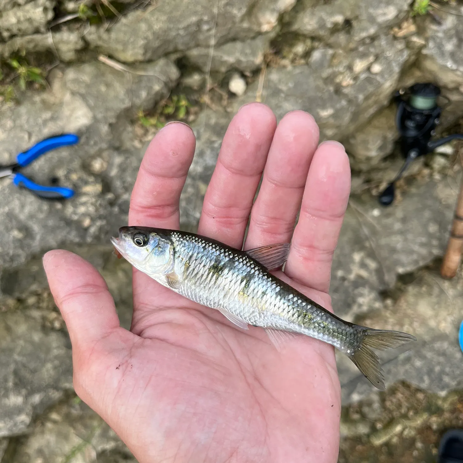 Striped shiner caught on Fishbrain