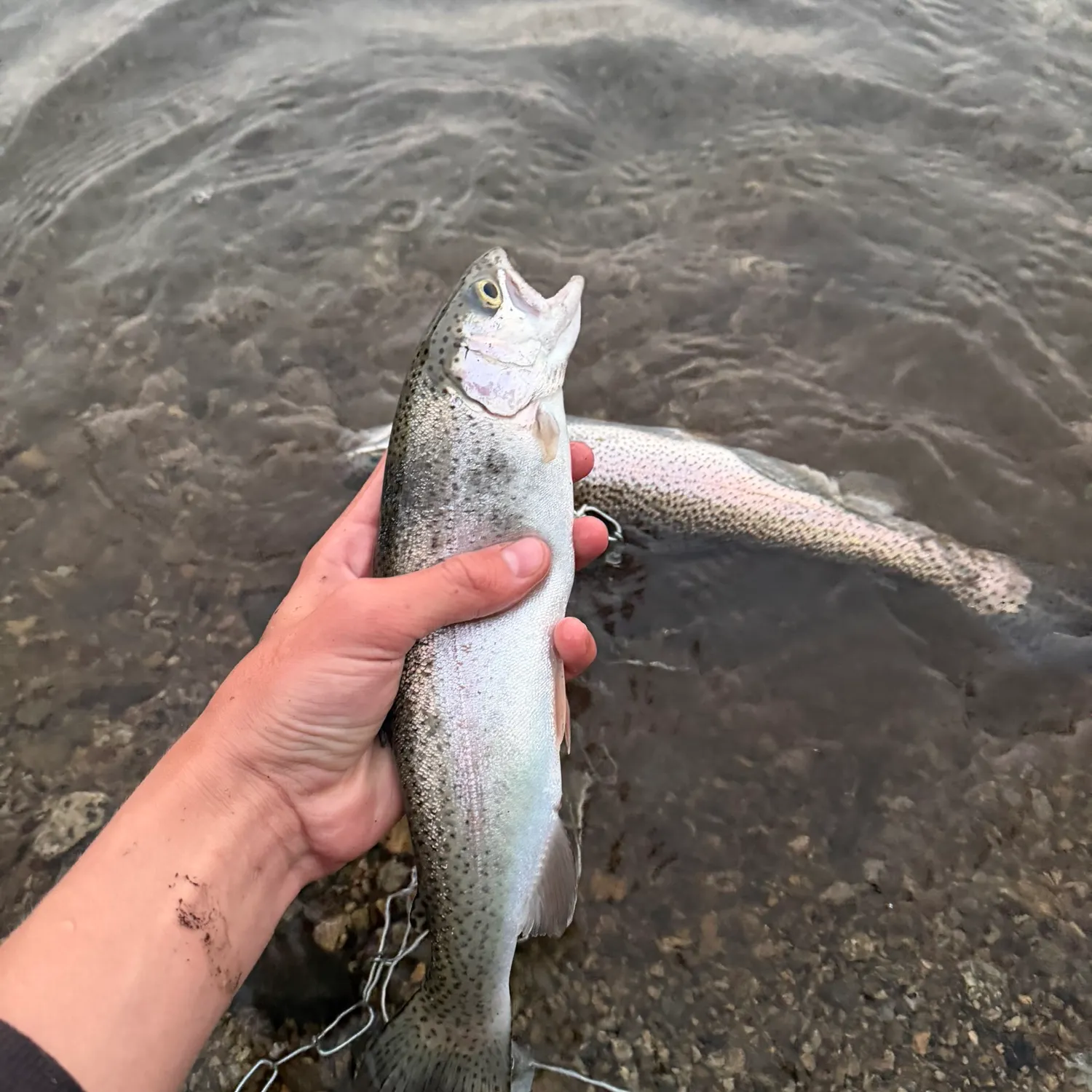Rainbow trout caught on Fishbrain