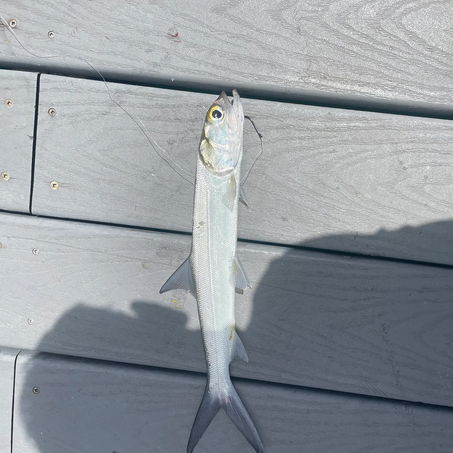 The most recent Ladyfish catches on Fishbrain