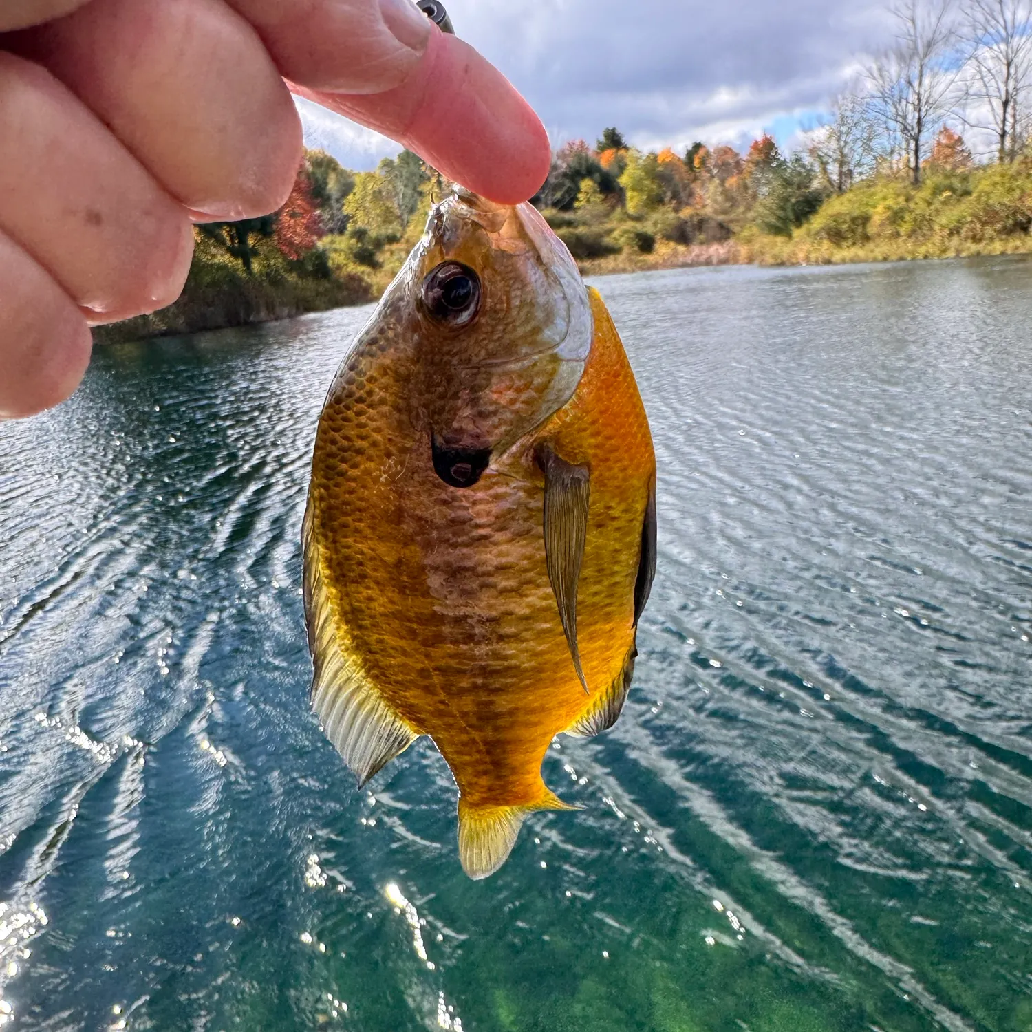 Bluegill caught on Fishbrain