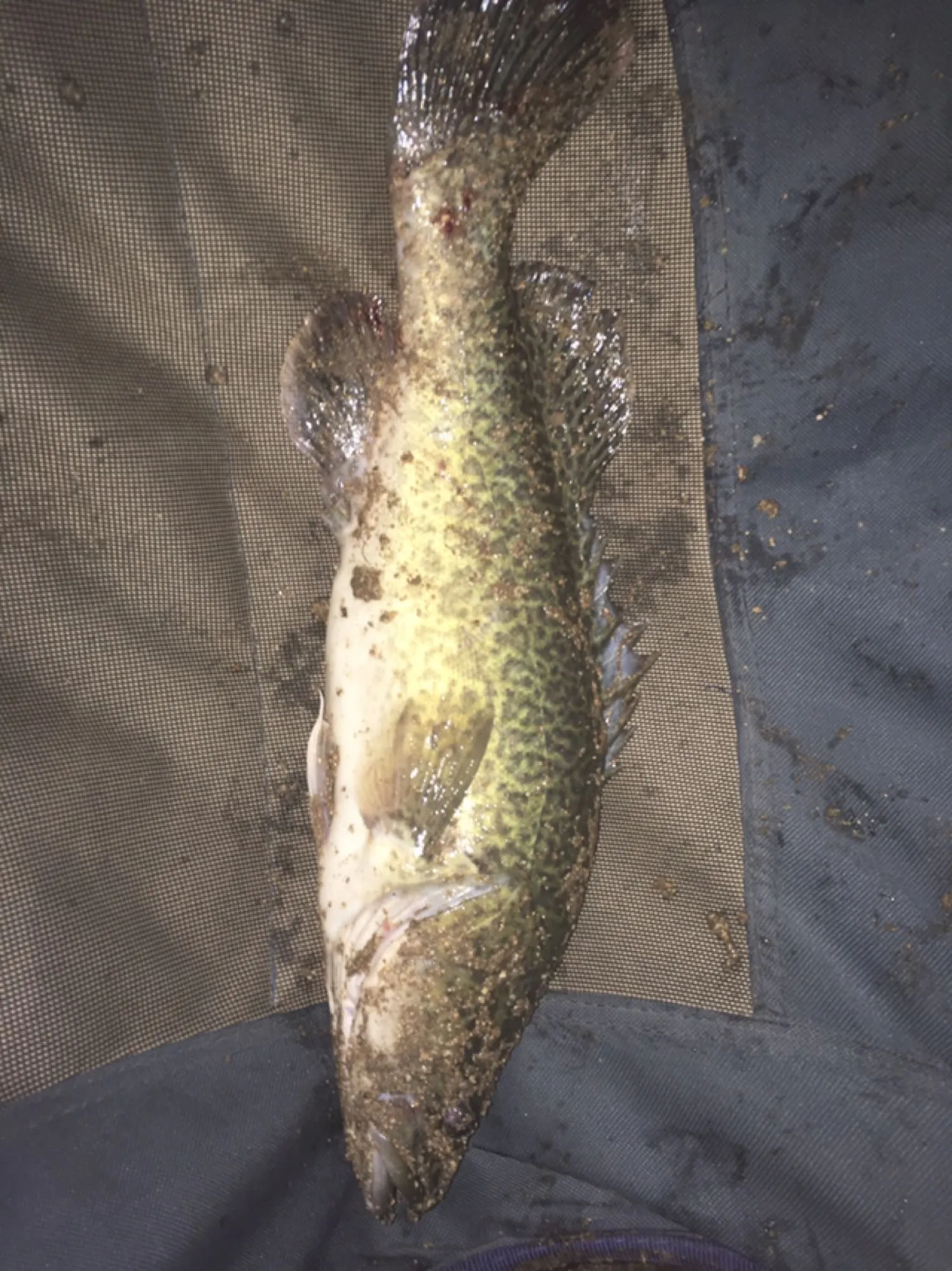 Post image from Dennism1