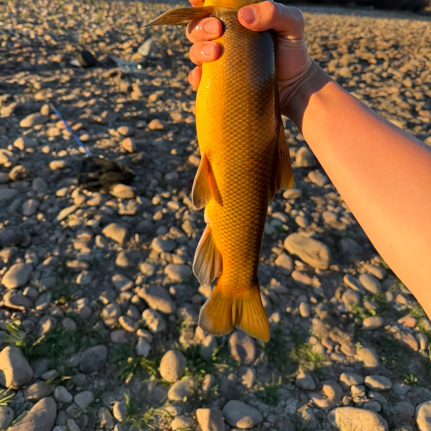 The most recent Sonora sucker catches on Fishbrain