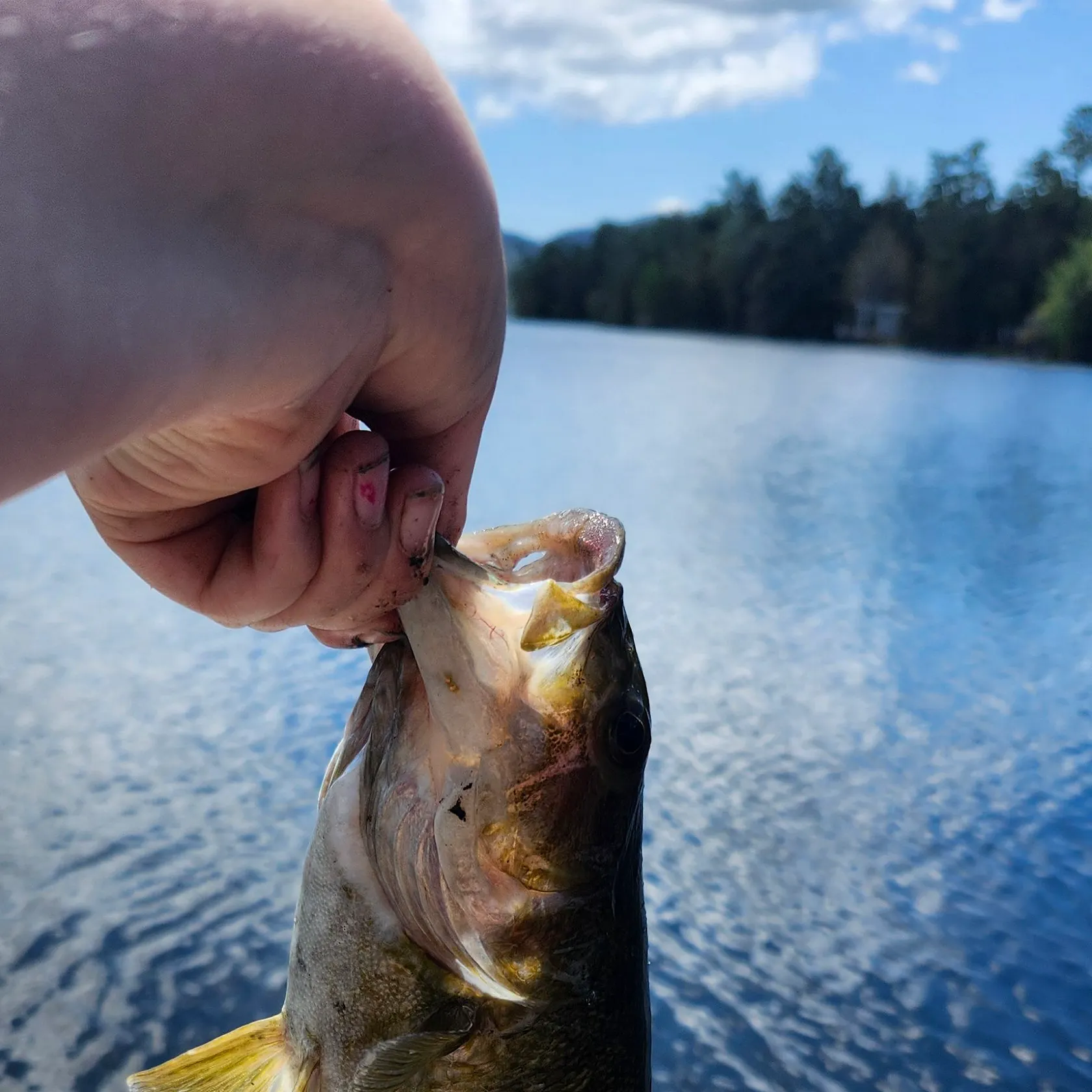 The most recent Atlantic bluefin tuna catches on Fishbrain