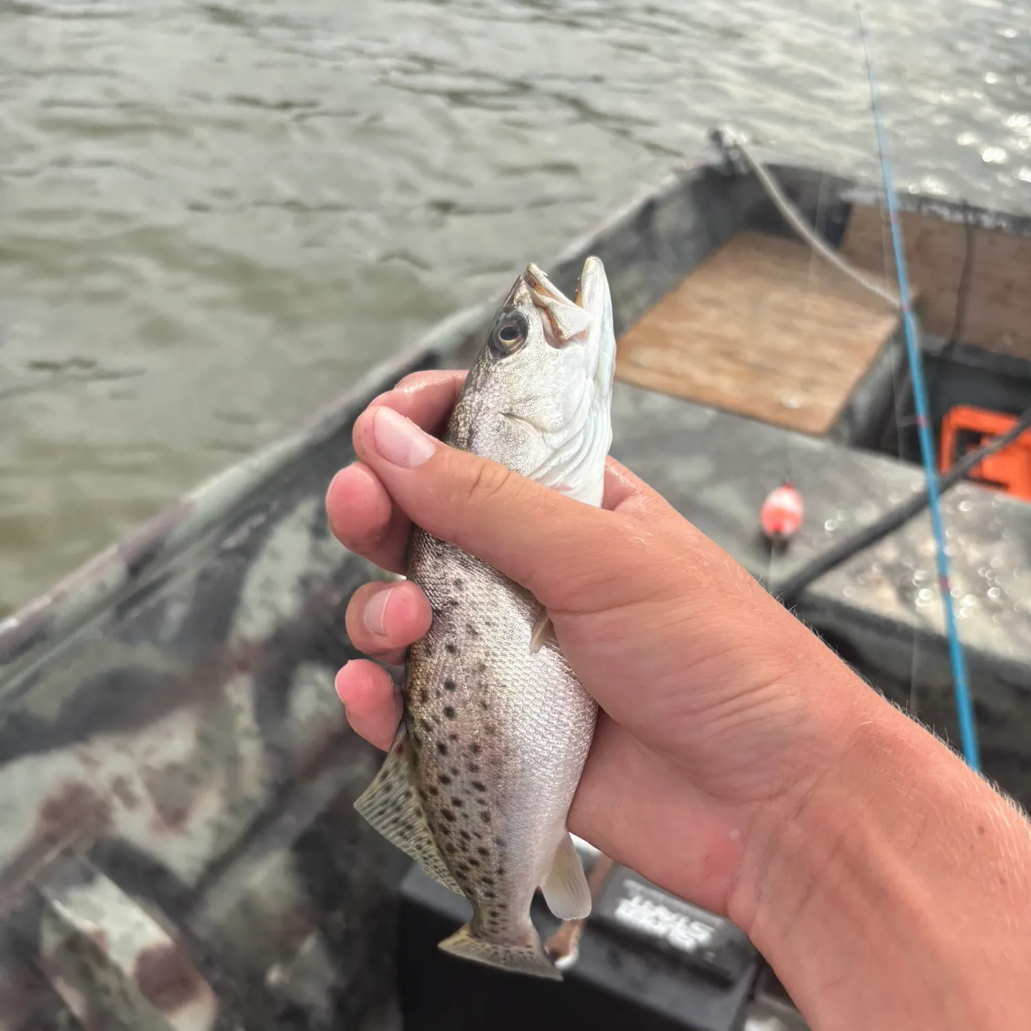 Spotted seatrout caught on Fishbrain