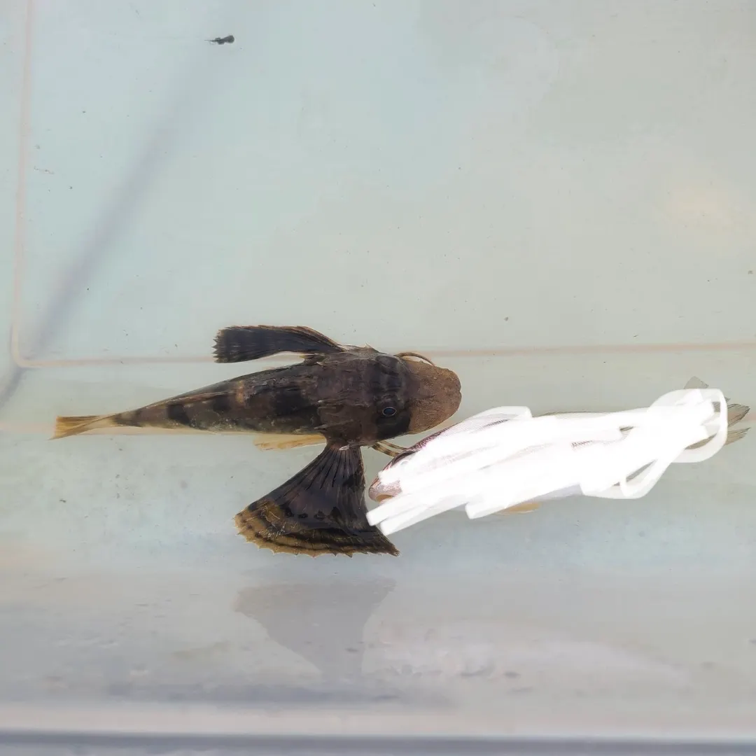 The most recent Striped searobin catches on Fishbrain