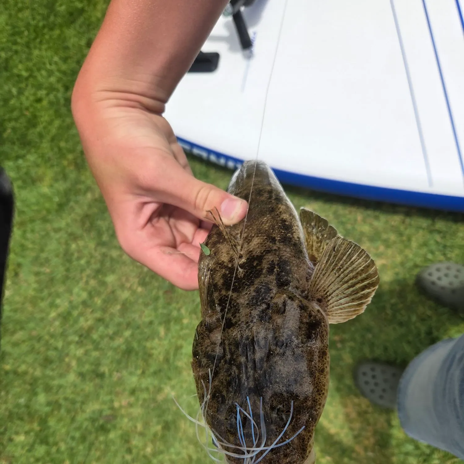 The most recent Bartail flathead catches on Fishbrain