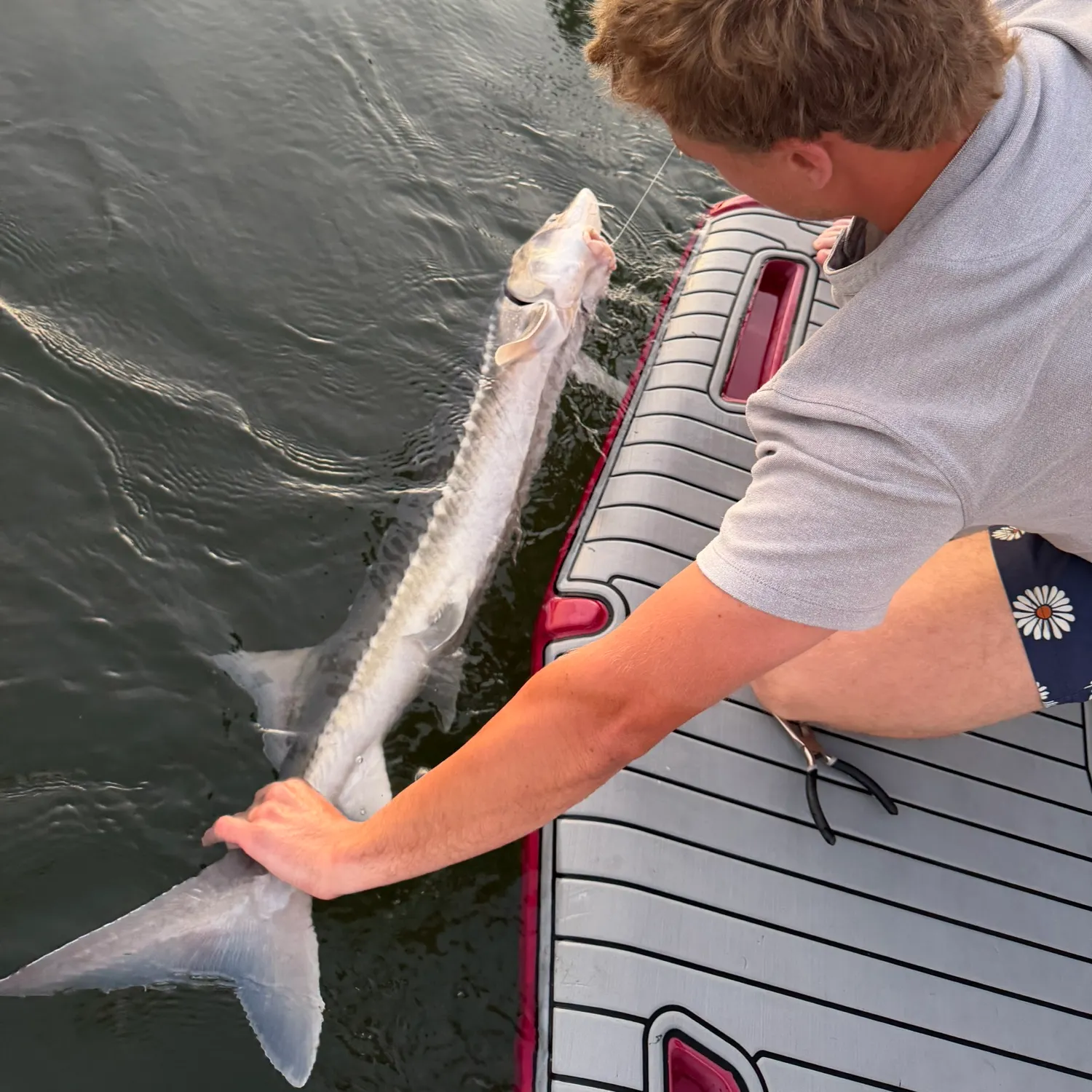 White sturgeon caught on Fishbrain