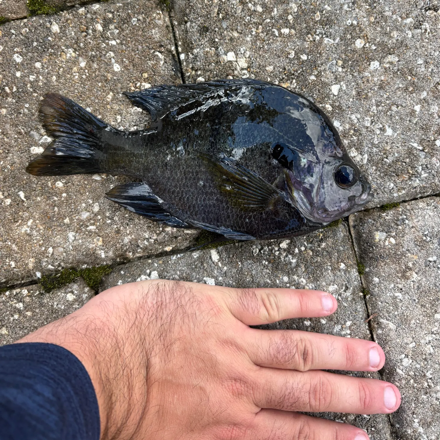 Coppernose bluegill caught on Fishbrain
