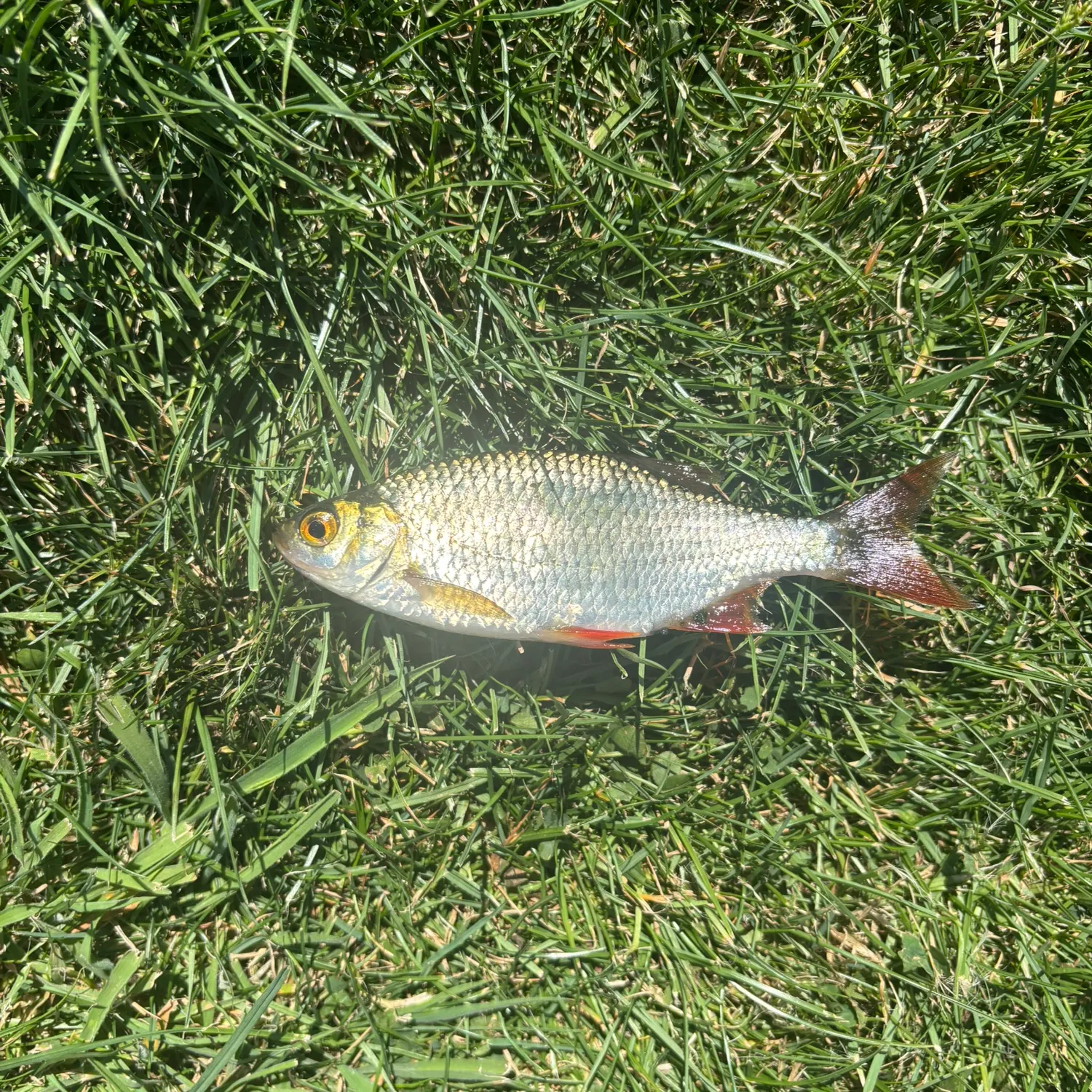 Common rudd caught on Fishbrain