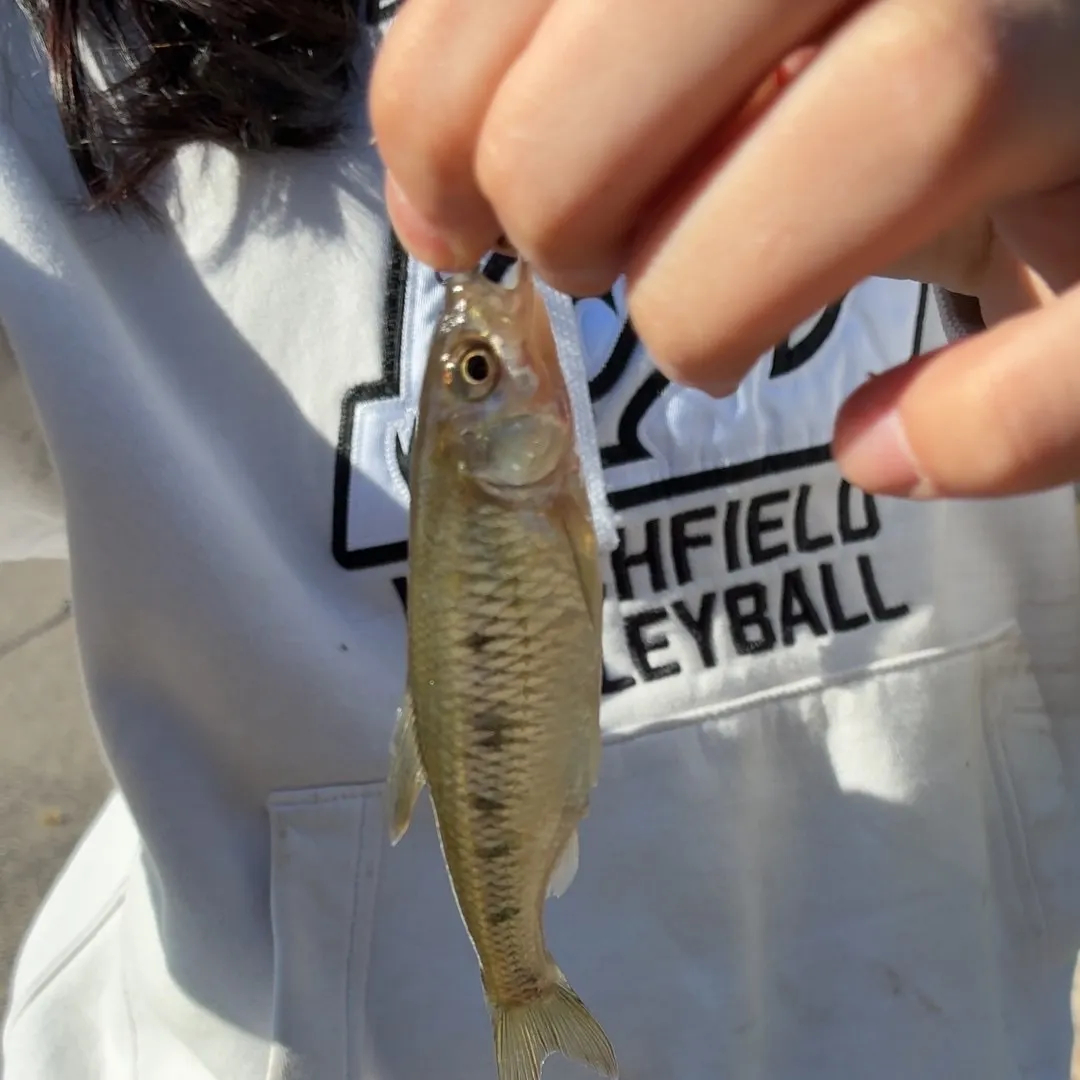 Common shiner caught on Fishbrain
