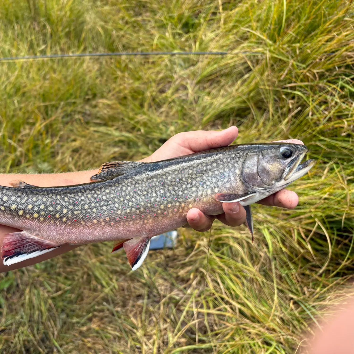 Brook trout caught on Fishbrain