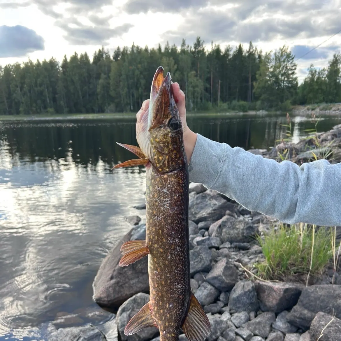 Northern pike caught on Fishbrain