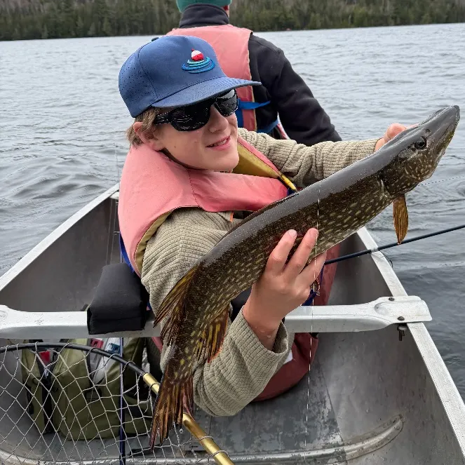 Northern pike caught on Fishbrain