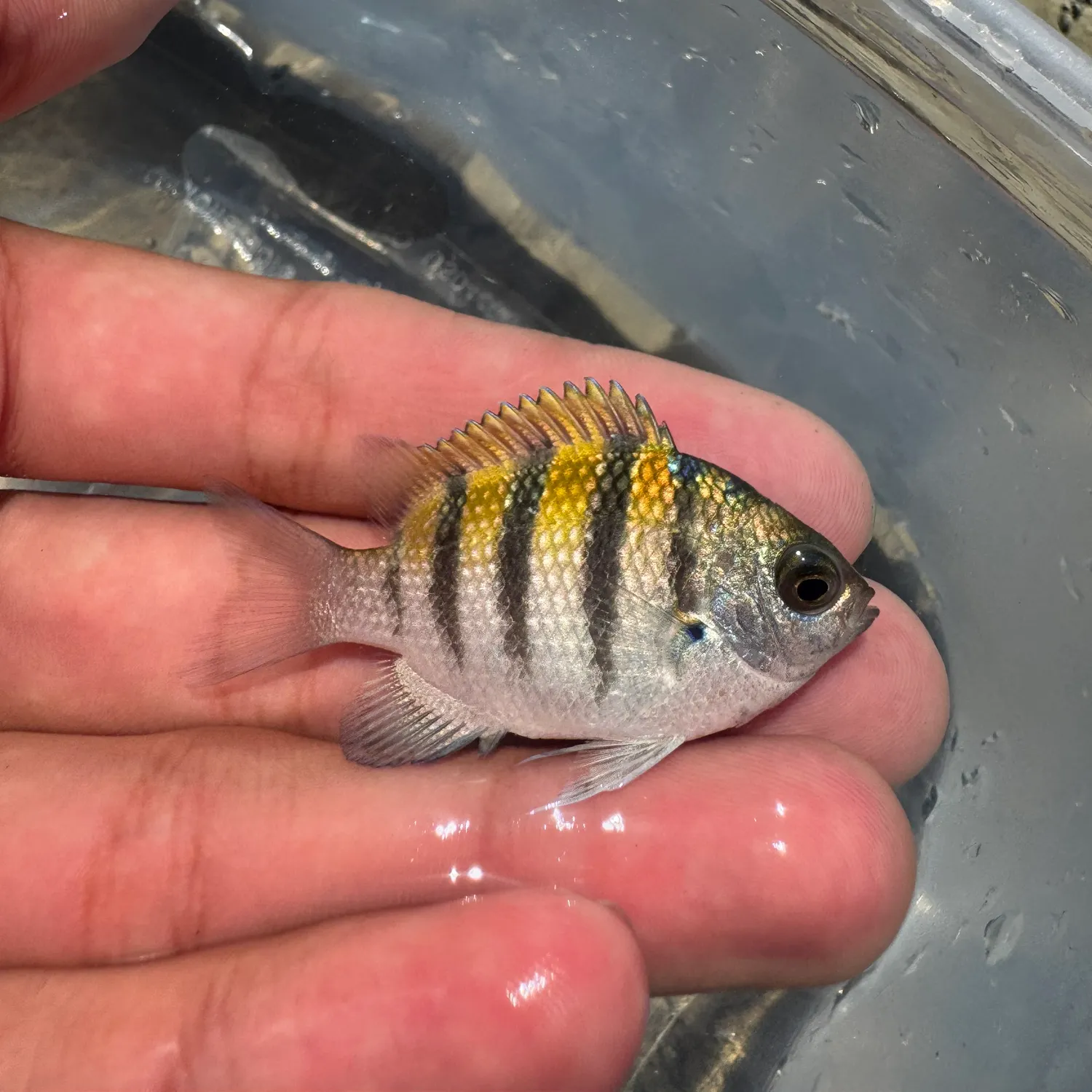 Panamic sergeant major caught on Fishbrain