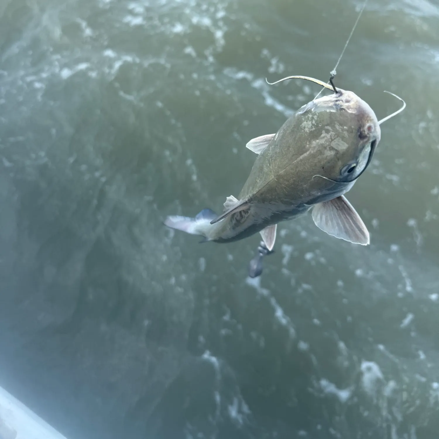 Hardhead sea catfish caught on Fishbrain