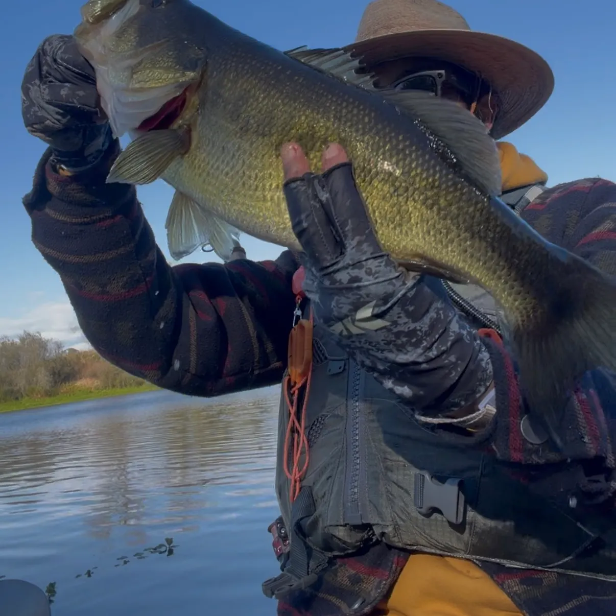 Largemouth bass caught on Fishbrain