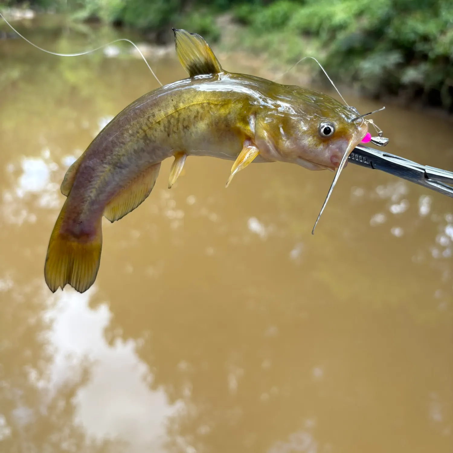 The most recent Flat bullhead catches on Fishbrain