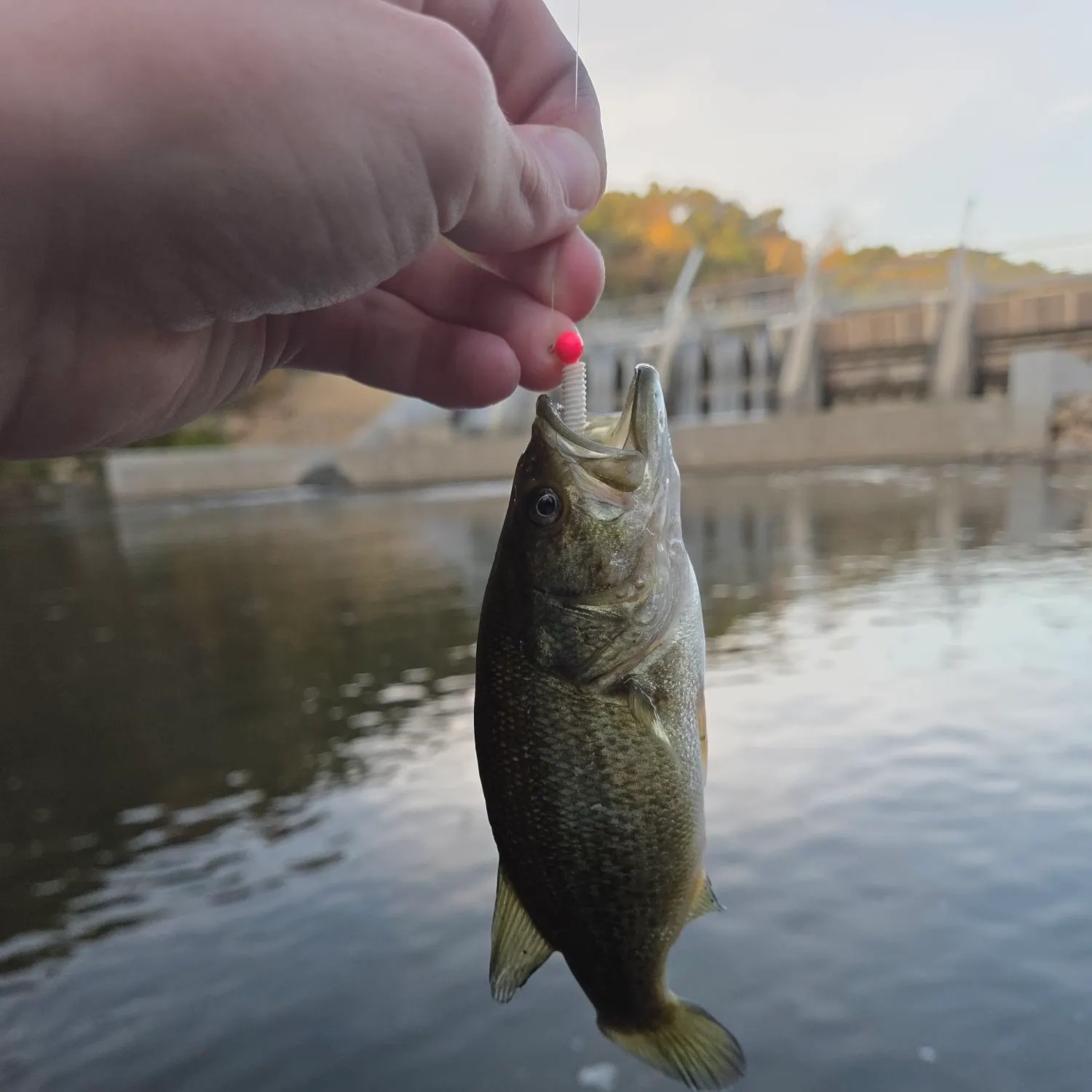 Smallmouth bass caught on Fishbrain
