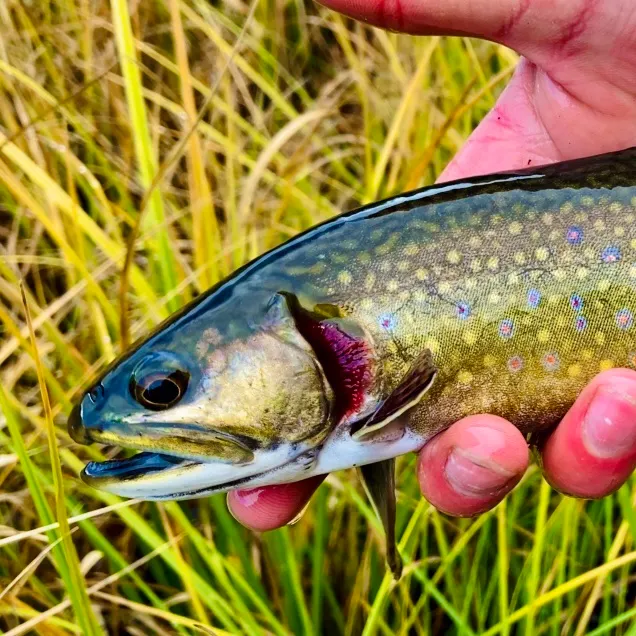 The most recent Brook trout catches on Fishbrain