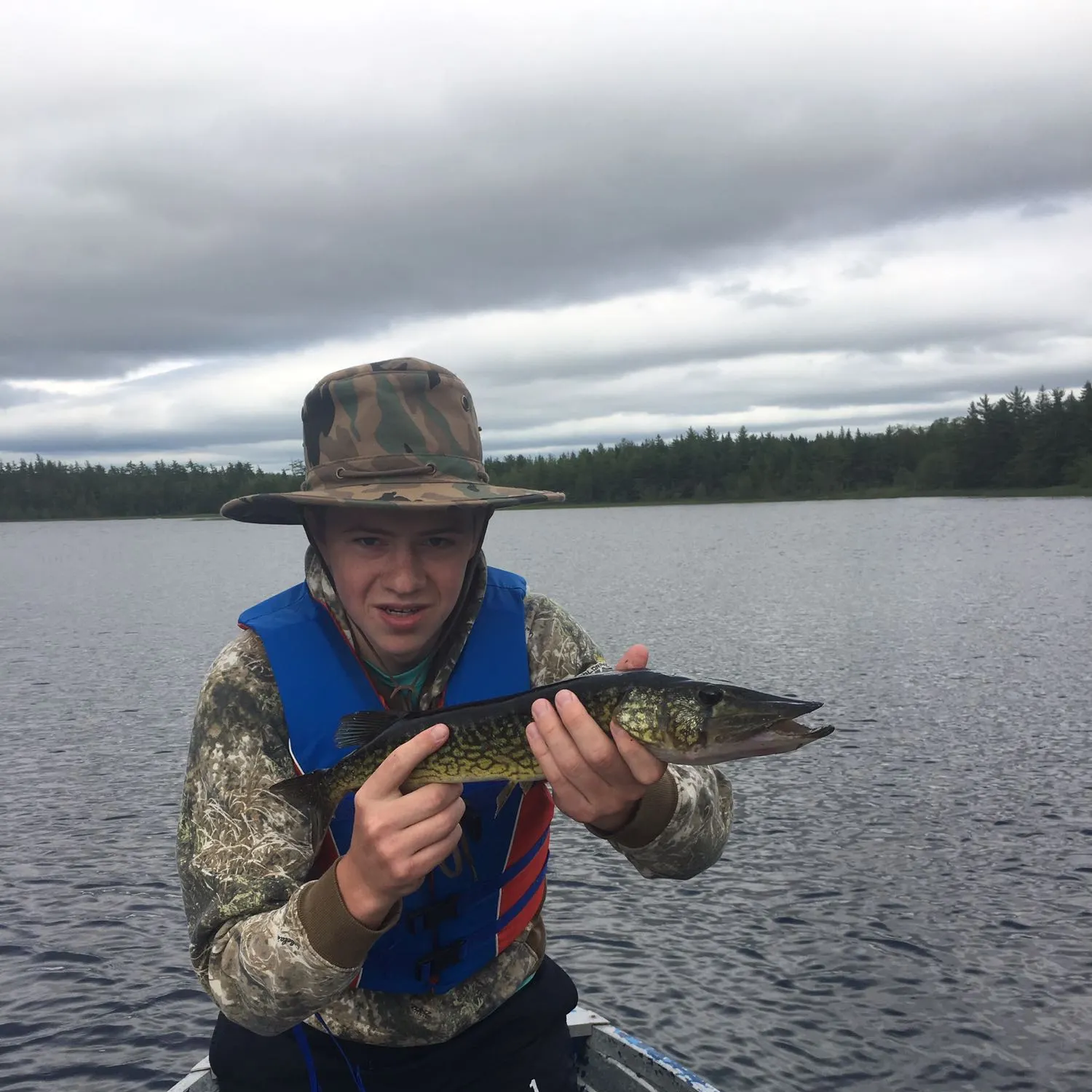 Chain pickerel caught on Fishbrain