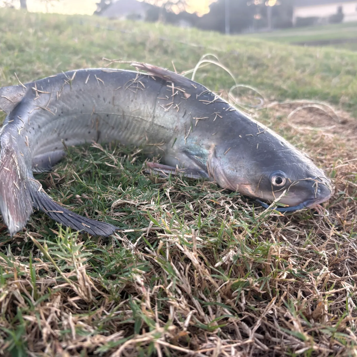 Channel catfish caught on Fishbrain