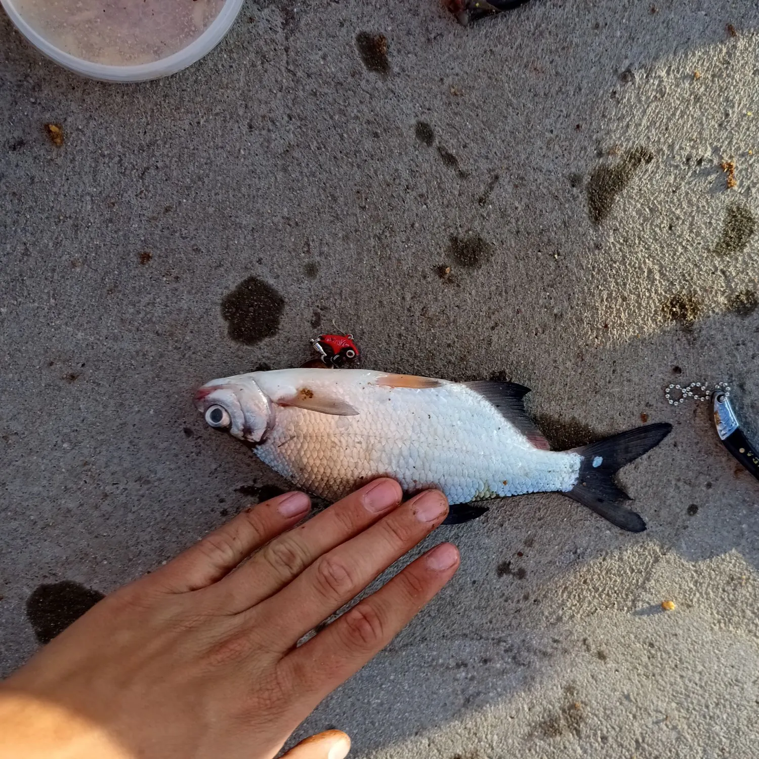 Common bream caught on Fishbrain