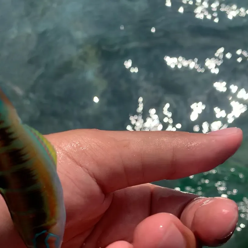 The most recent Christmas wrasse catches on Fishbrain