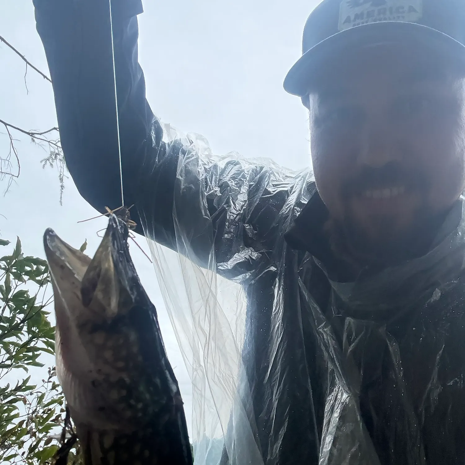 Chain pickerel caught on Fishbrain