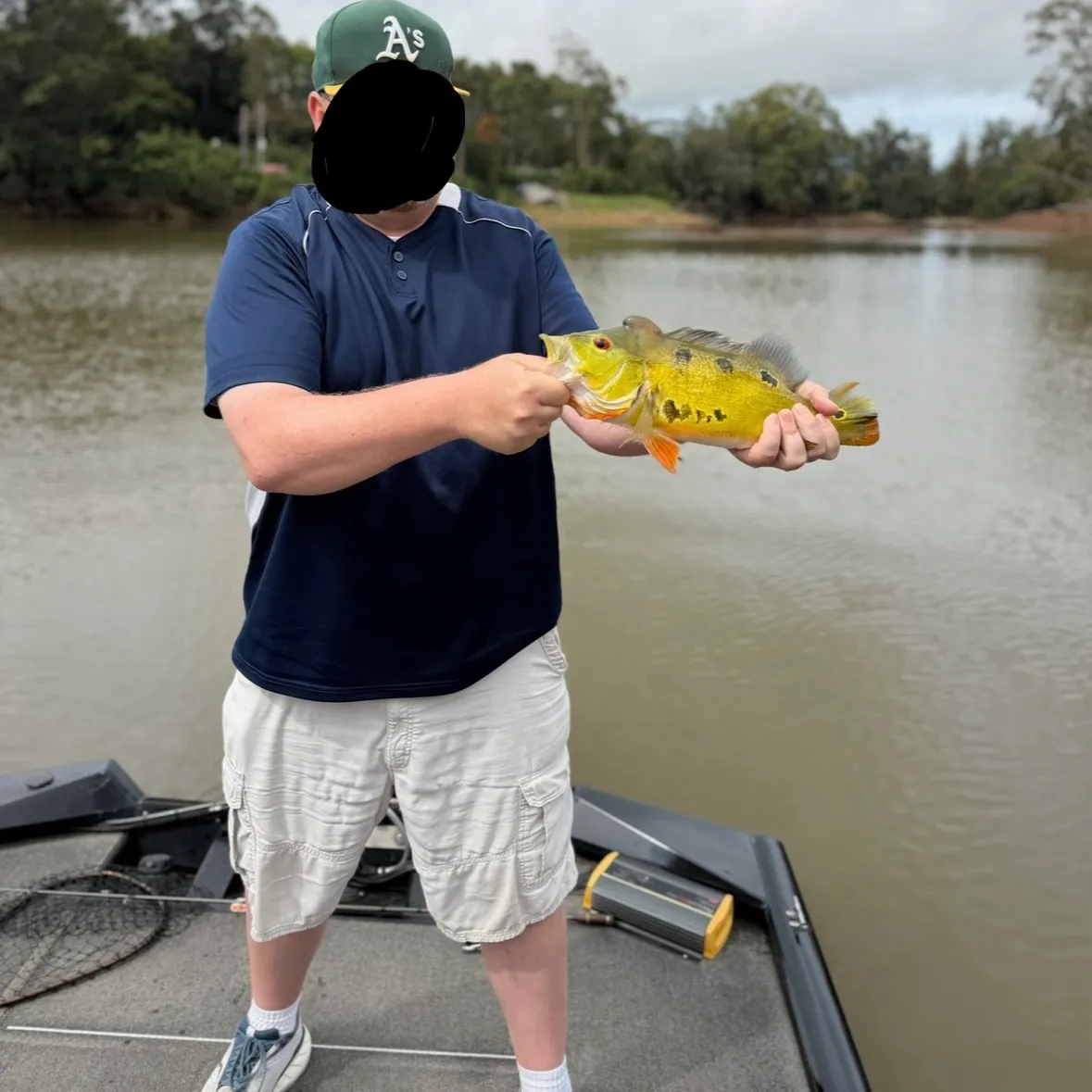 The most recent Butterfly peacock bass catches on Fishbrain