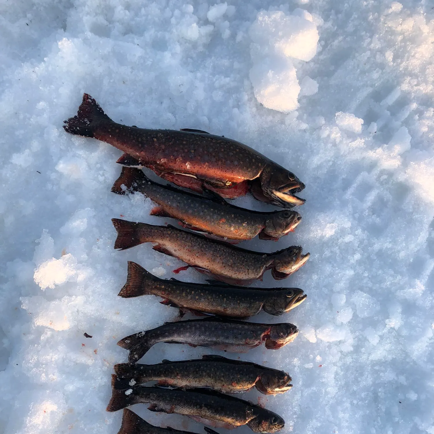 recently logged catches