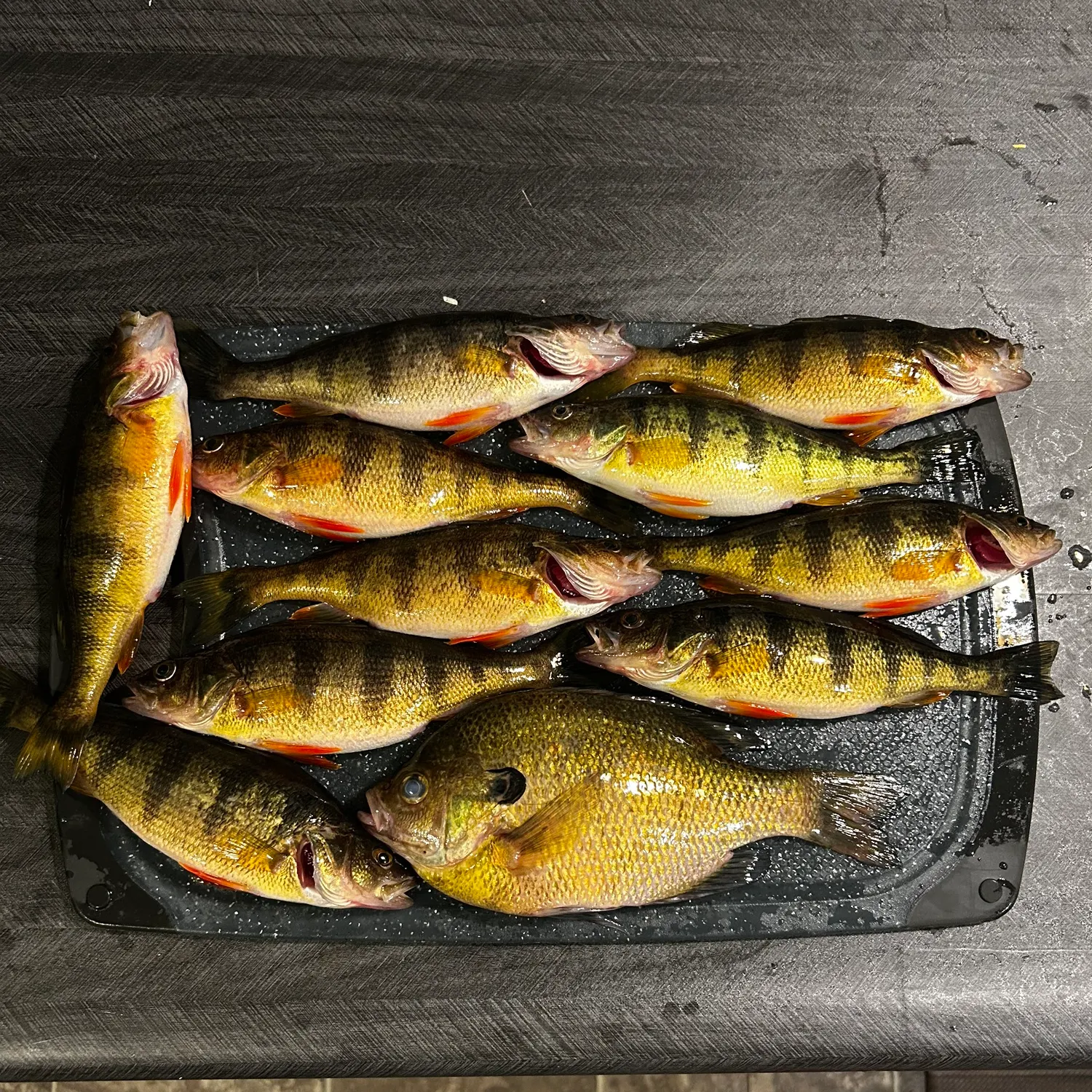 recently logged catches