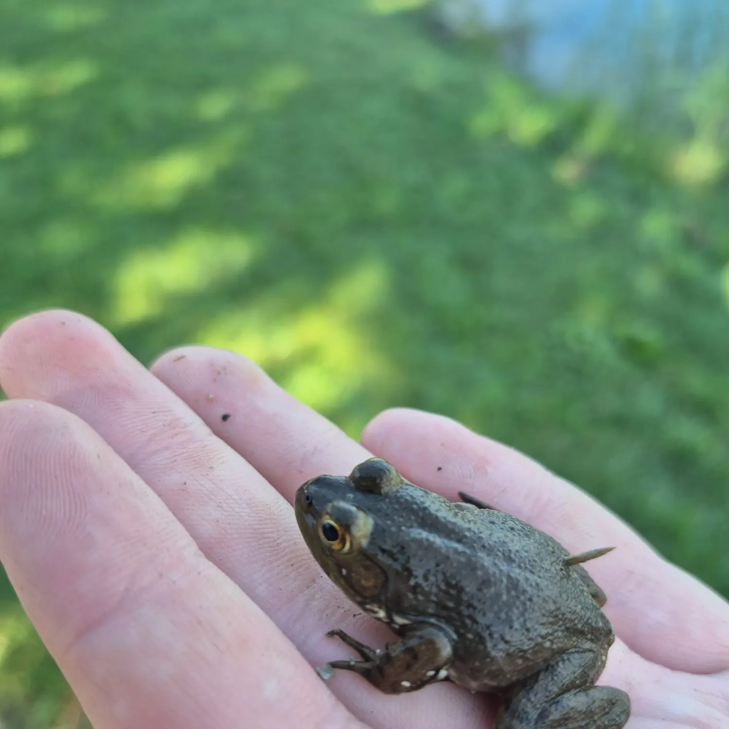The most recent Green frog catches on Fishbrain