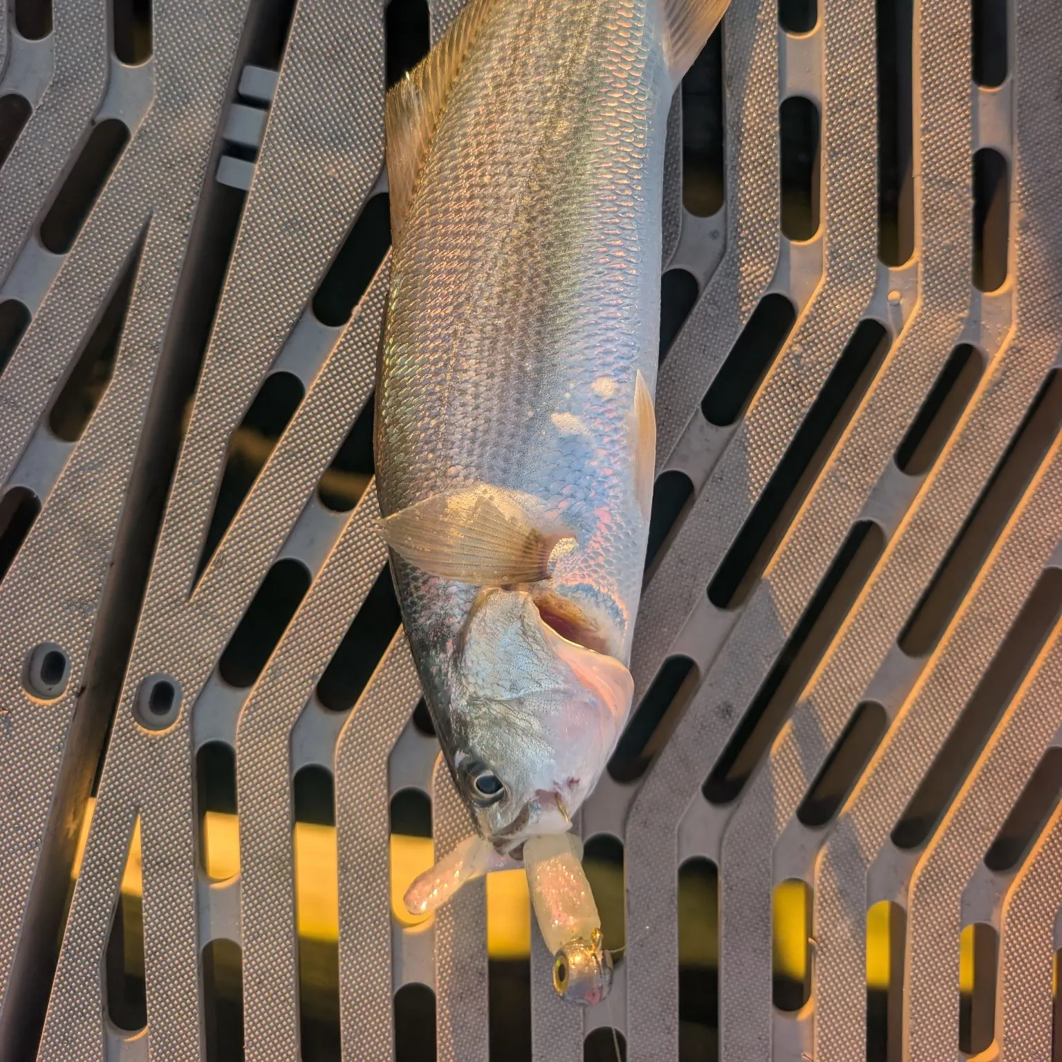 Gray weakfish caught on Fishbrain