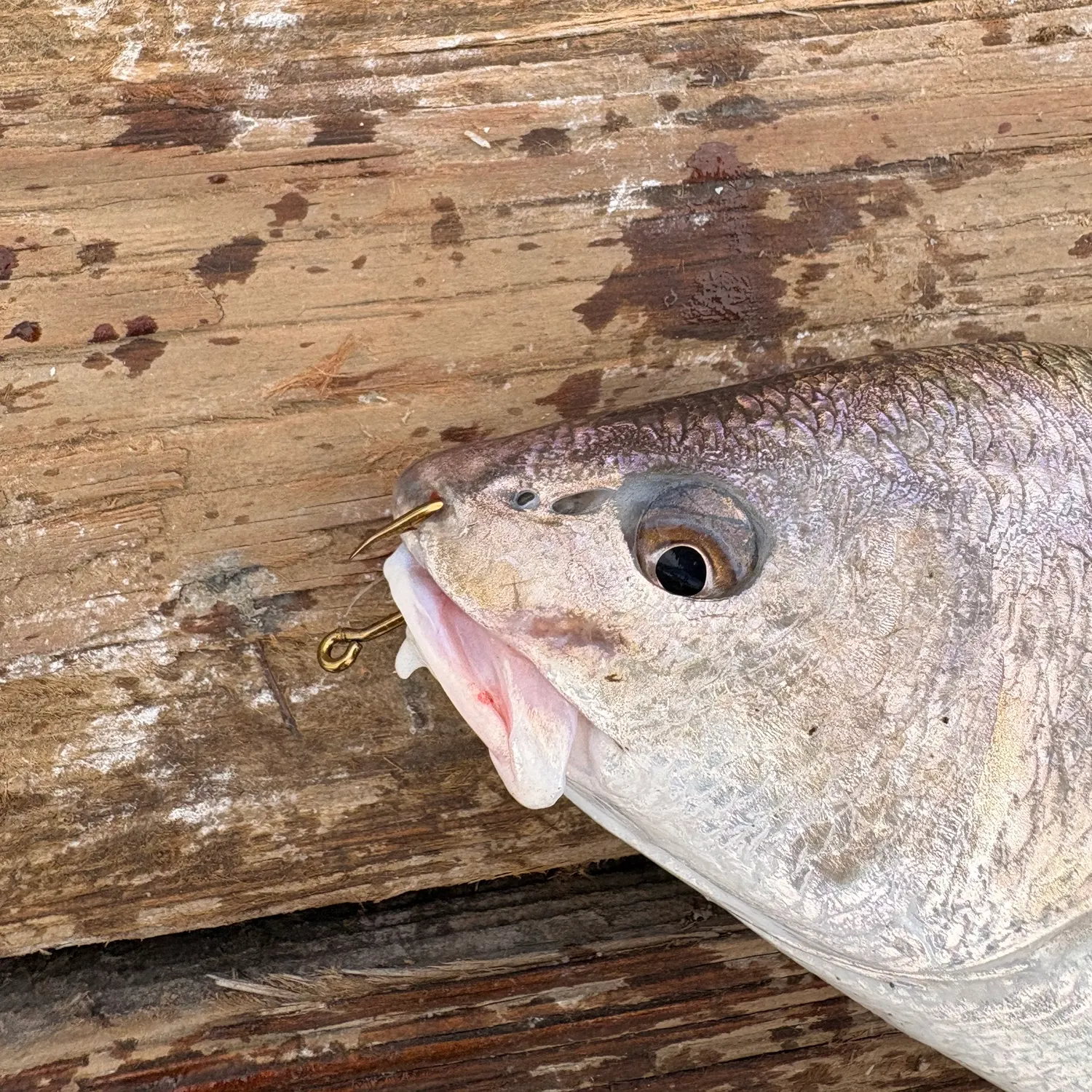 Yellowfin croaker caught on Fishbrain