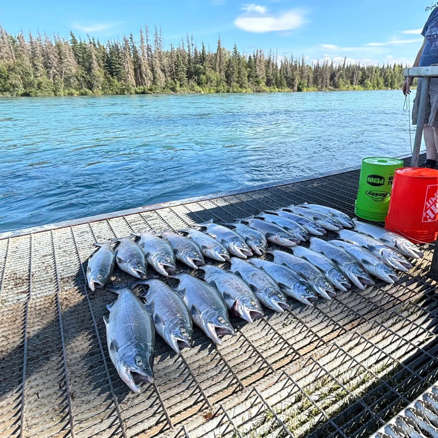 The most recent Sockeye salmon catches on Fishbrain