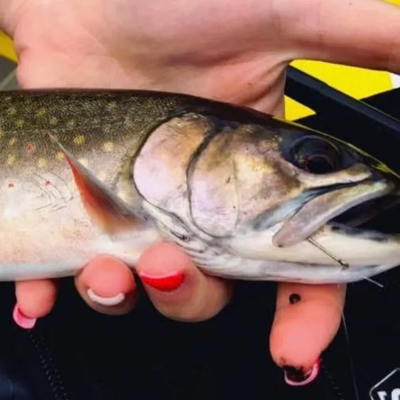 The most recent Brook trout catches on Fishbrain