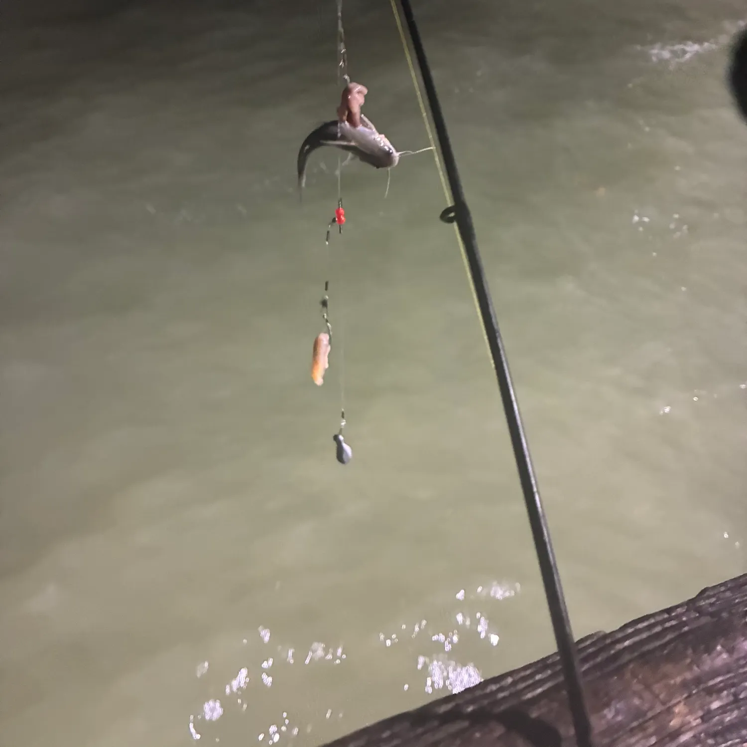 Hardhead sea catfish caught on Fishbrain